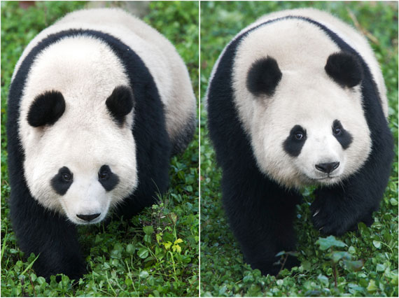 中国租借给韩国的熊猫下月抵韩