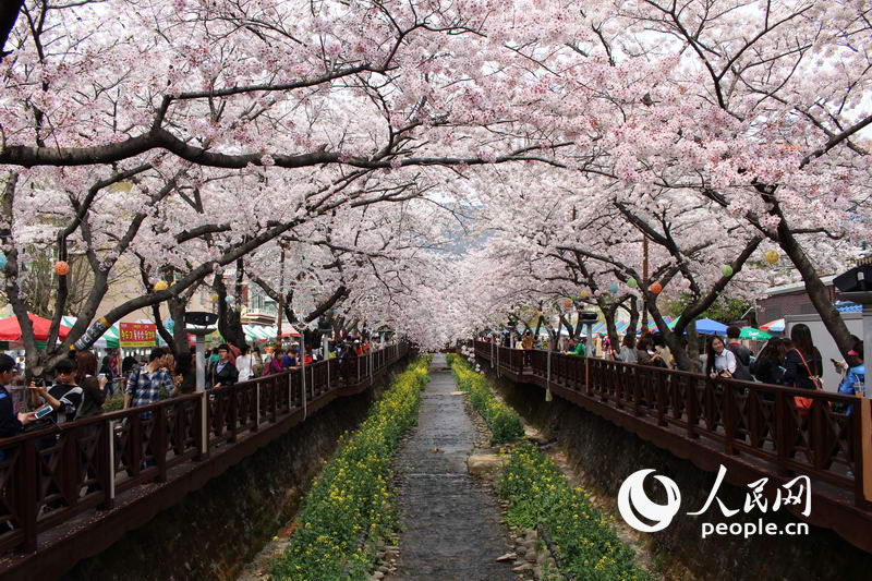 3月櫻花來襲 帶你去看韓國最美櫻花【組圖】