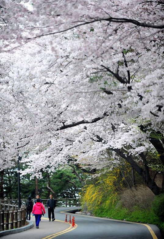 3月櫻花來襲 帶你去看韓國最美櫻花【組圖】