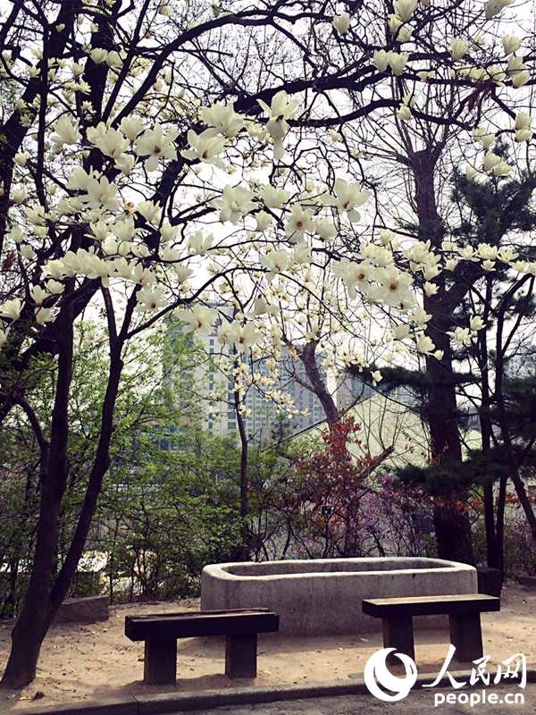 四月到韩国梨花女大来看花