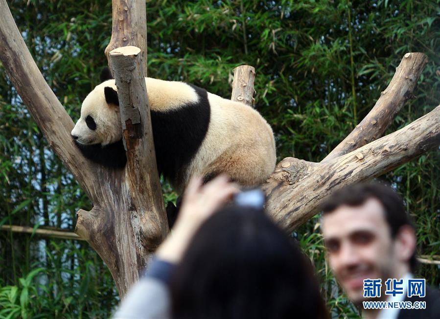 （晚報）（2）旅韓“大熊貓夫婦”正式與韓國公眾見面