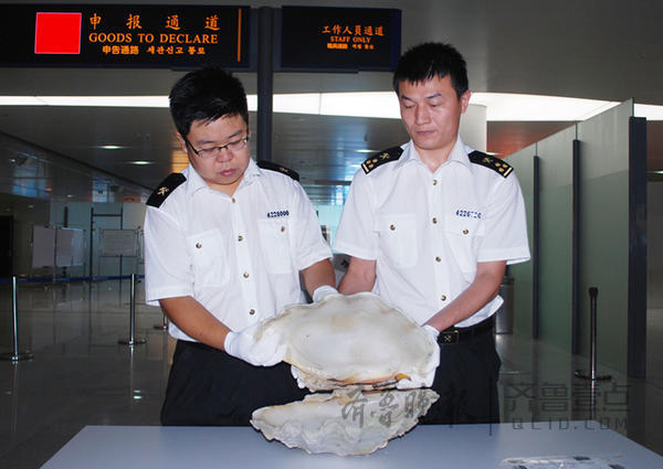 一中国游客从韩国归来，带17公斤重砗磲入境被查获