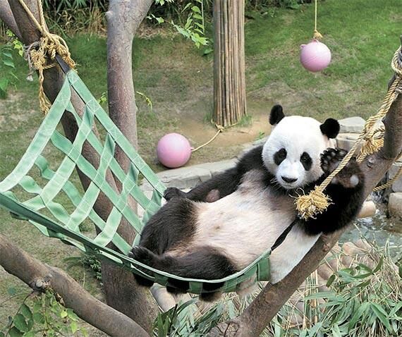 韓國愛寶樂園中國遊客激增 兩只熊貓“戰勝”百余頭動物