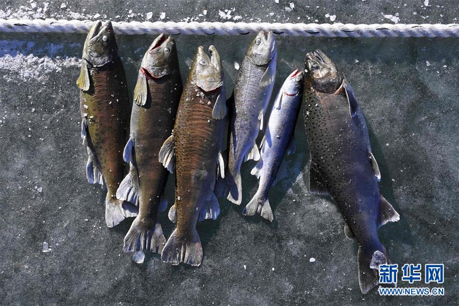 （外代二线）韩国华川冰钓进行时