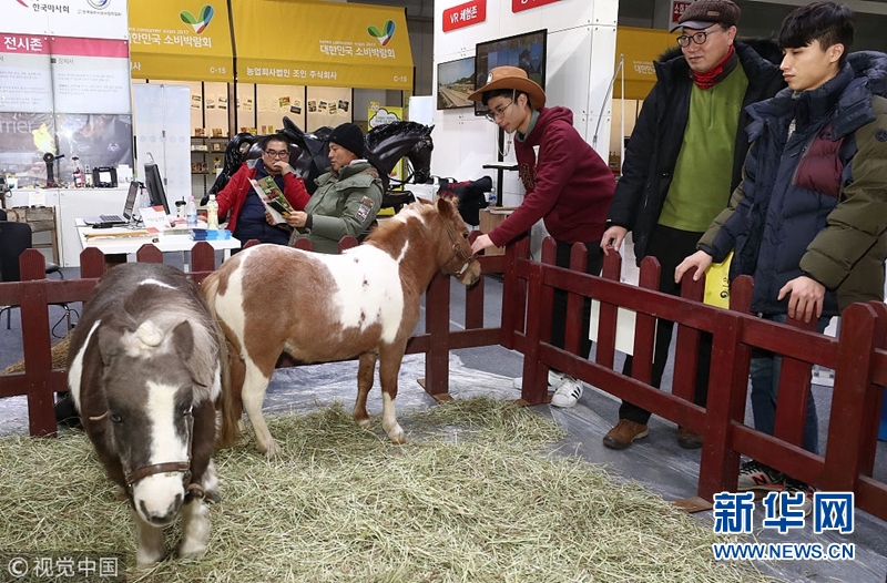 韩国首尔举办马展 小矮马呆萌亮相超吸睛(图)