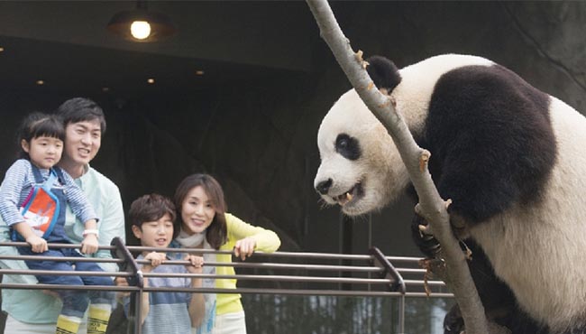 中国熊猫亮相韩国 三星爱宝乐园“熊猫世界”迎公众开放日