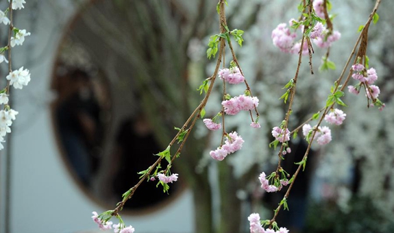 &ldquo;粉色之恋&rdquo;花展亮相新加坡滨海湾花园