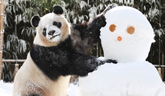 旅韩大熊猫“爱宝”遇雪超兴奋！（图）