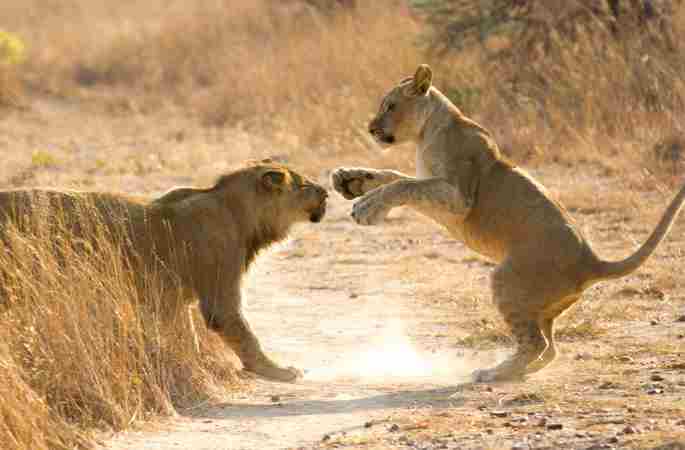 짐바브웨 사자 사육기지 탐방