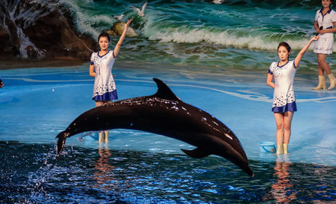朝鲜神秘海豚馆曝光 “美人鱼”与海豚共舞