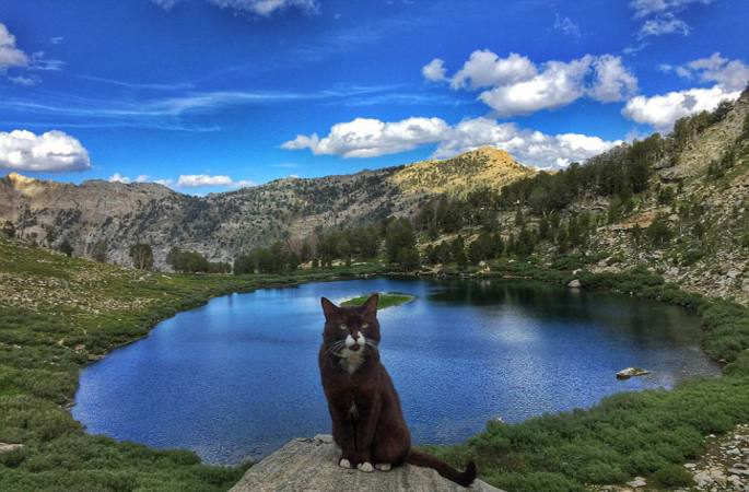 미국을 거의 돌아다닌 “모험 고양이” 인터넷에서 인기 