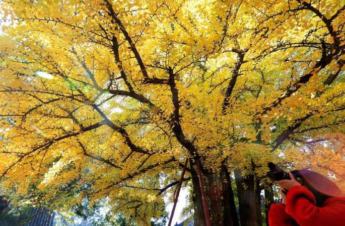 천년된 은행나무, 베이징 근교의 가을을 단장