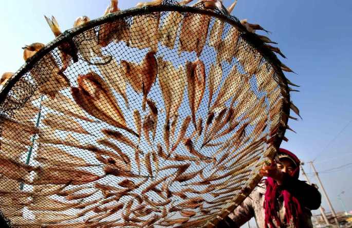 中 장쑤 롄윈강 어민들, 물고기 말리기에 한창