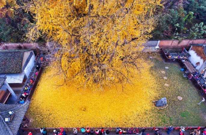 산시 4000년 된 은행나무 낙엽, 황금 카펫 같아
