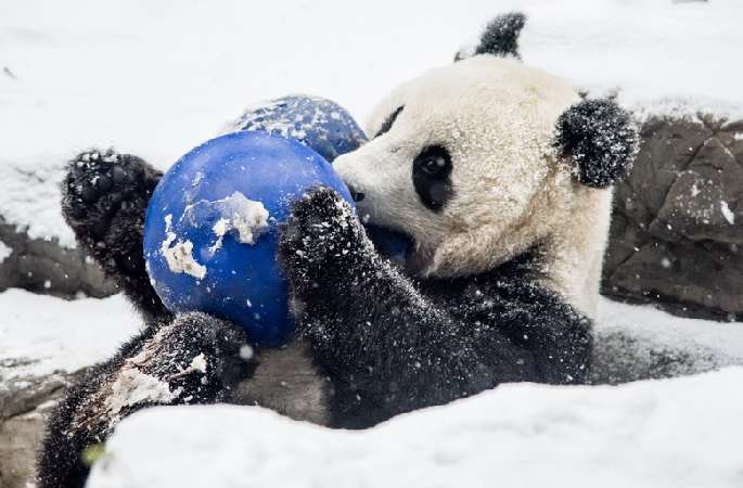 겨울에 들어선 베이징: 눈위에서 장난치는 판다　