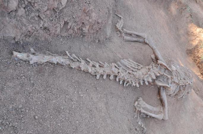 中 윈난서 1.8억년전 공룡 화석 발견
