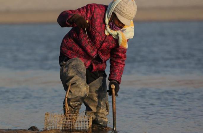 어민들의 특별한 수산물 어획 장면: 간석지서 맛살조개를 파기