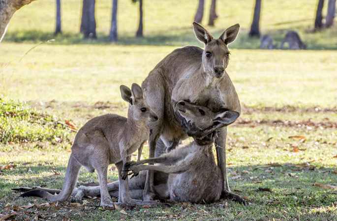 호주 엄마 캥거루와 애기 캥거루의 마지막 포옹