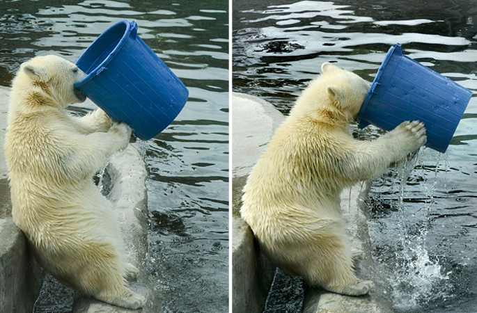 모스크바 북극곰의 물통 들고 물 마시는 웃기는 모습