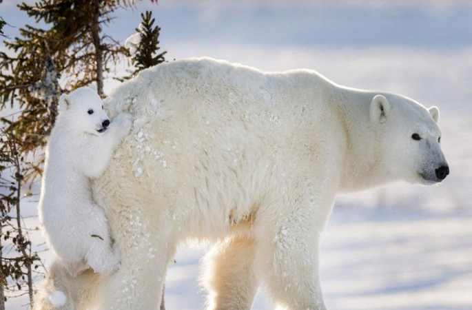 새끼 북극곰 어미에게 엎여 처음 굴을 떠나