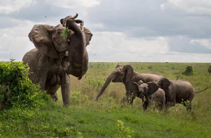보기 드문 화면:난폭한 코끼리가 물소를 가볍게 던져 죽여