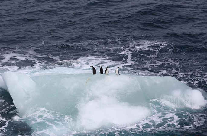 남극 이미지:빙산기관