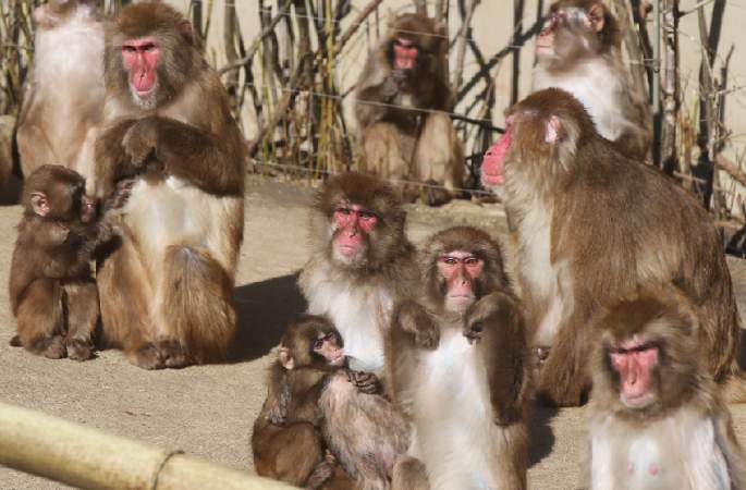 韓 한파 기습, 원숭이 온천을 즐겨