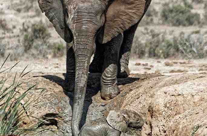 어미 코끼리, 코로 위험에 처한 새끼 코끼리 구조