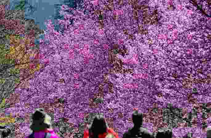 타이완의 이른 봄, 벚꽃이 만발