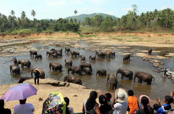 세계 최초의 코끼리 고아원 탐방
