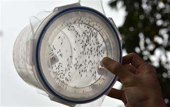 中, 세계 최대 "불임 모기 공장" 조성, 지카바리러스 예방에 투입될 듯