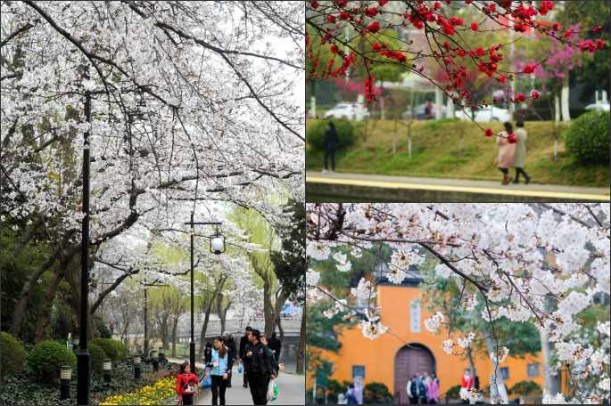 중국 각지 봄 나들이, 꽃구경 한창