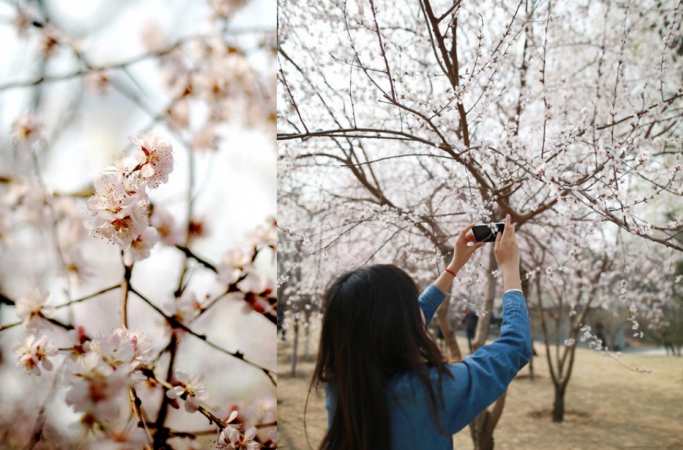 베이징 위위안탄 벚꽃 만개