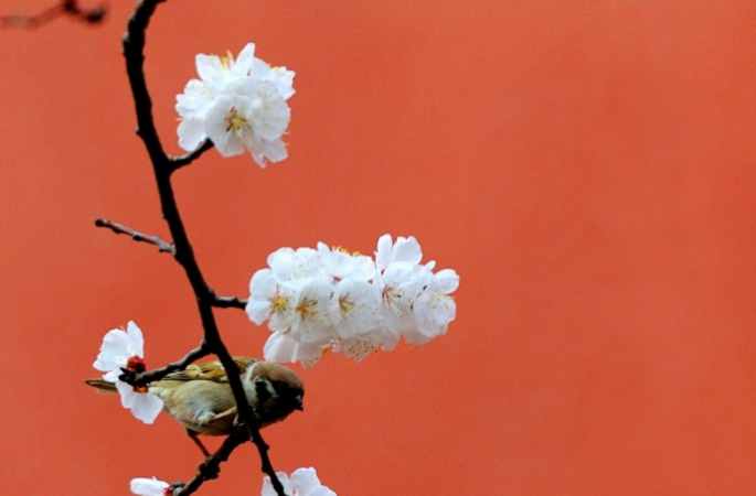 고궁 공식웨이보에 봄날 살구꽃사진 올려