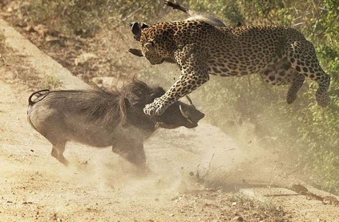 남아프리카 어미 혹멧돼지 새끼 구하려 표범과 결투