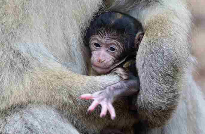 德 바버리마카크원숭이 ‘어미와 새끼의 따뜻한 순간’ 포착