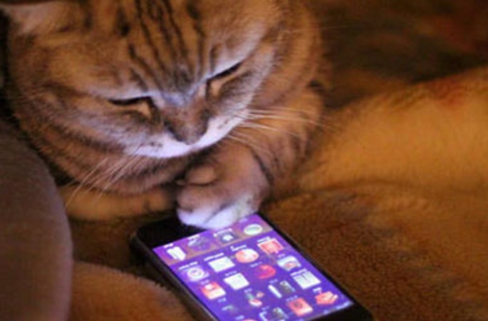 디지털시대 고양이 생활마저 큰 변신