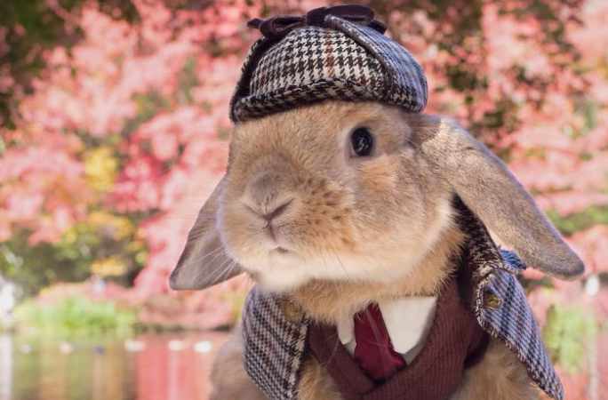 초귀여운 토끼, 인스타그램서 인기 폭발
