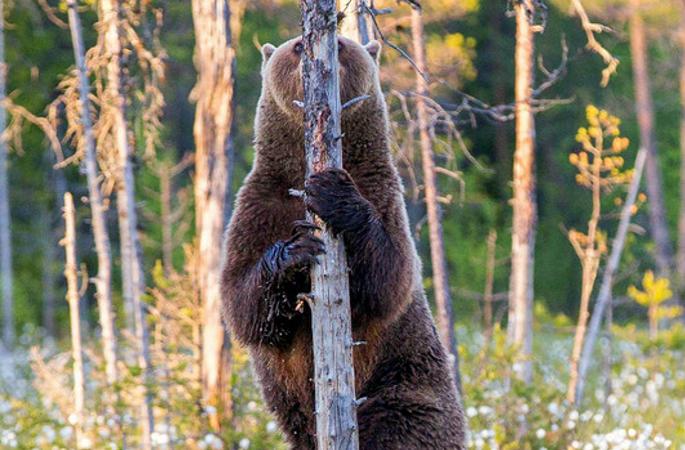 핀란드 회색곰, 나무 뒤에 숨어 “스타일 자랑”
