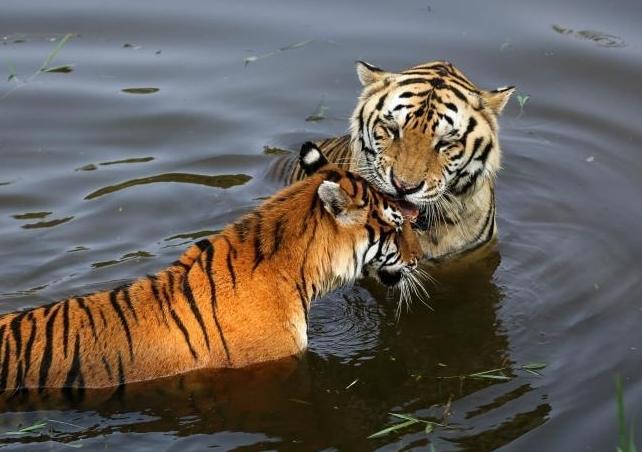 폭염속 안후이 황산 호랑이의 수영 피서법 공개