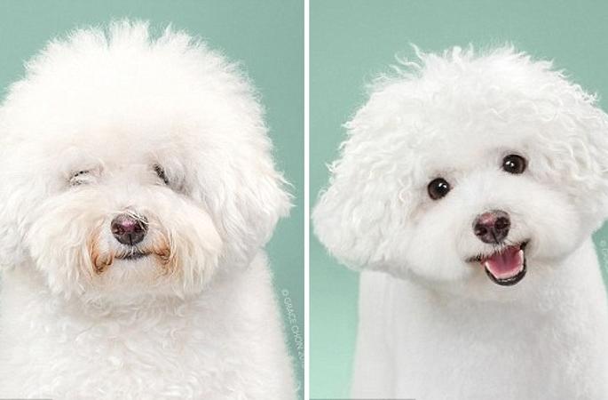 강아지 미용 전후 사진 공개…애완견도 꽃단장 필수?