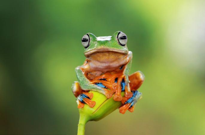 인도네시아 개구리 꽃가지 안고 폴 댄스