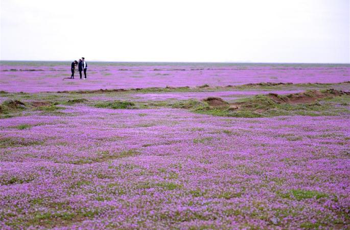 관광객들 꽃바다에 흠뻑 취해