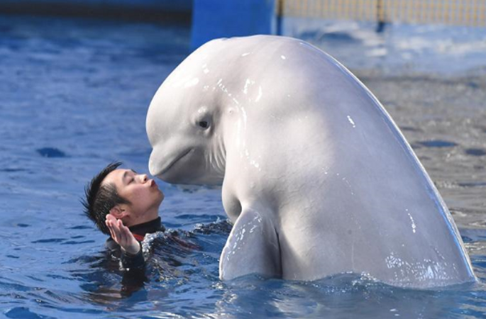 90년대 출생 총각과 그의 애완 흰고래