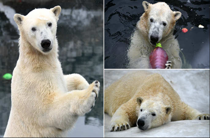 다양한 자세를 보여준 귀여운 북극곰