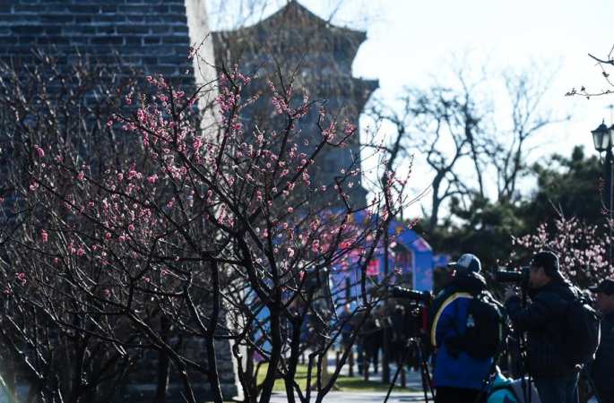 명나라 성벽 아래, 활짝 핀 매화꽃