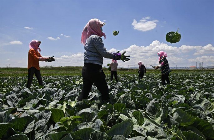 빈곤 탈출의 길을 &lsquo;재배&rsquo;한 내한성 야채