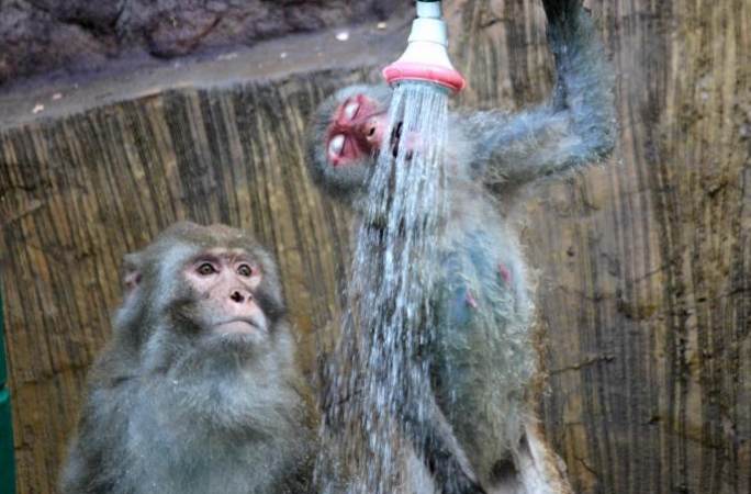 허난 지위안: 무더워서 야생 원숭이들이 모여서 샤워