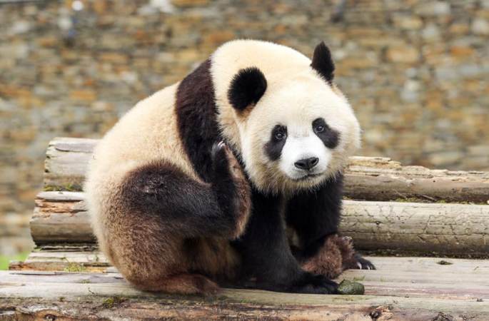 쓰촨 워룽 선수핑기지 판다의 한가로운 가을 한때