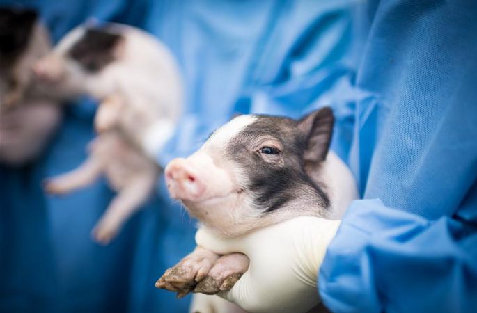 세계 첫 신경질환 동물모델 돼지 탄생